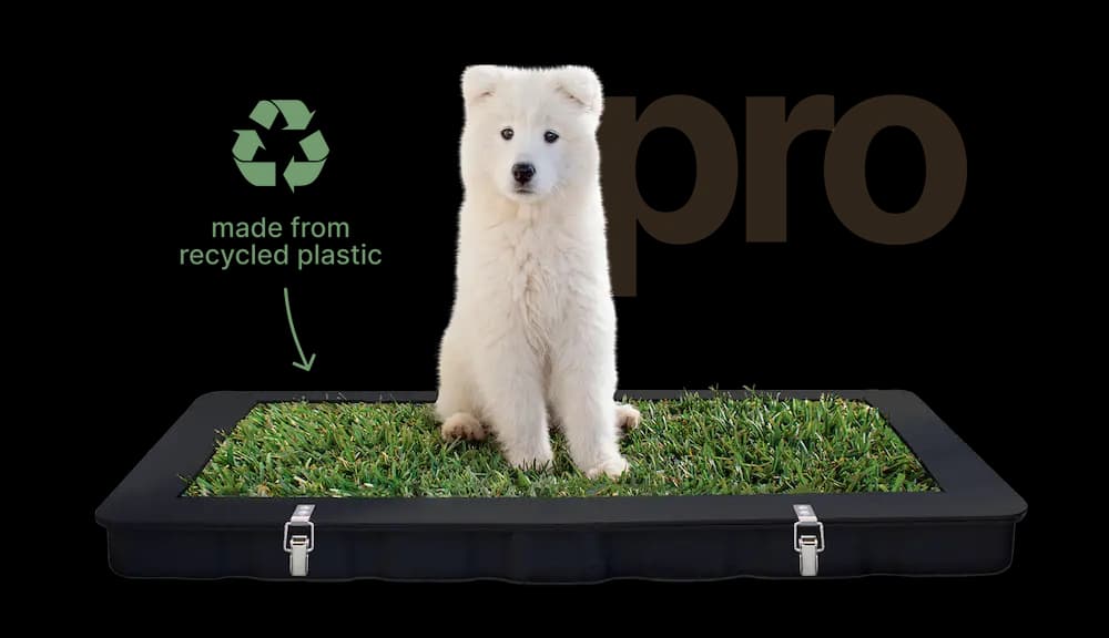 Potty Plant Pro, Australia's best choice for toilet training using fresh grass